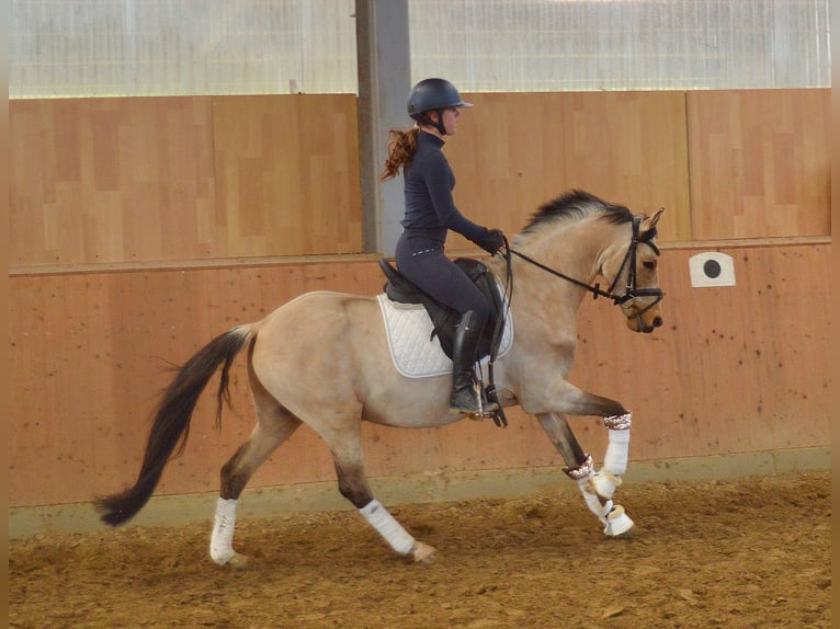 Oldenburger Wallach 6 Jahre 147 cm Buckskin in Bassum