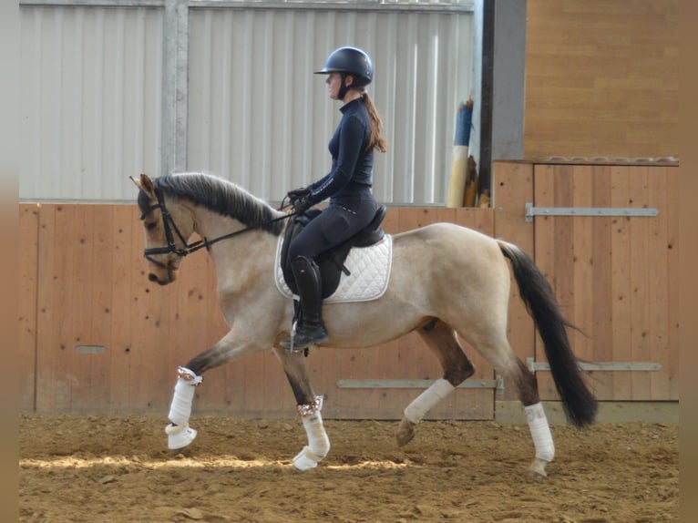 Oldenburger Wallach 6 Jahre 147 cm Buckskin in Bassum