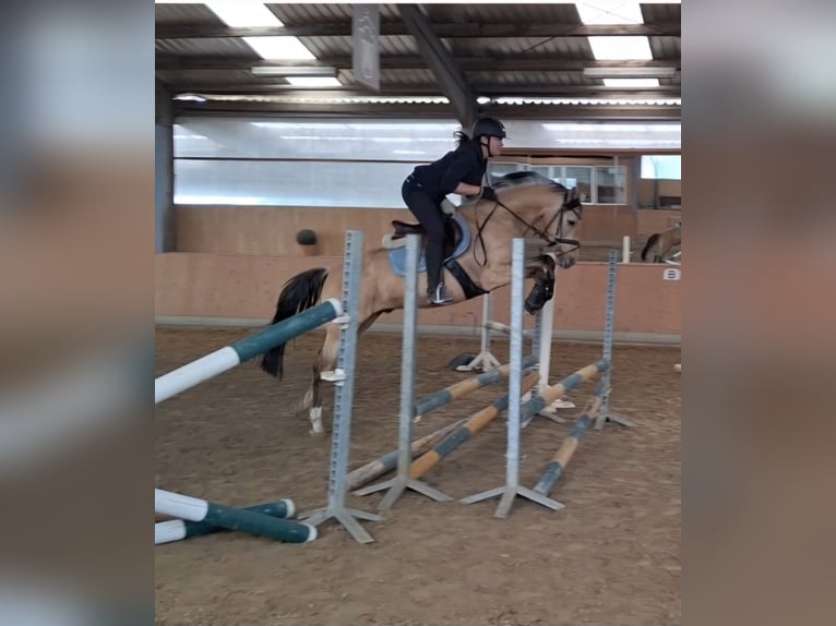 Oldenburger Wallach 6 Jahre 147 cm Buckskin in Bassum
