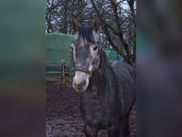 Oldenburger Wallach 6 Jahre 160 cm Schimmel in Merzen
