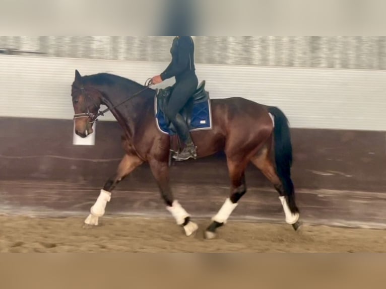 Oldenburger Wallach 6 Jahre 161 cm Brauner in Mansuè