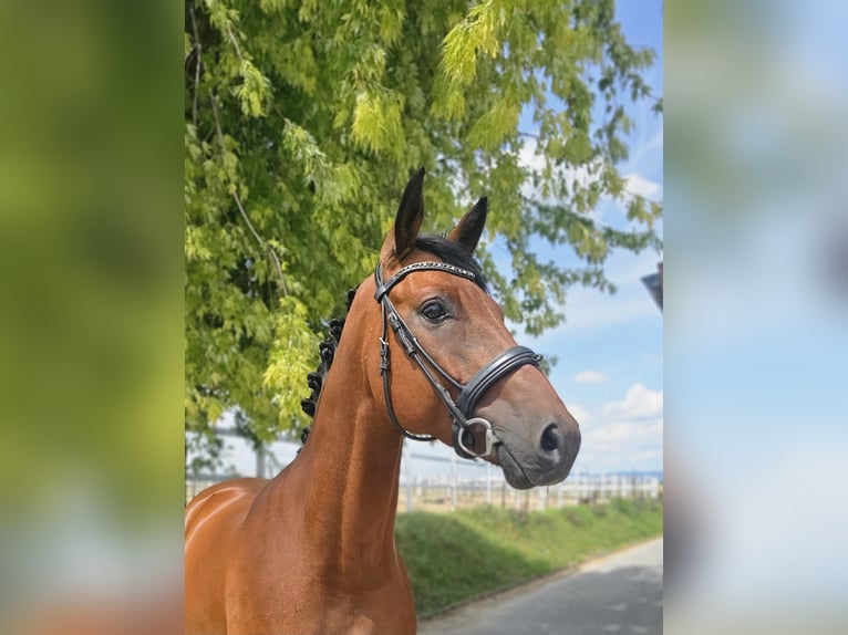 Oldenburger Wallach 6 Jahre 161 cm Brauner in Hofheim am Taunus