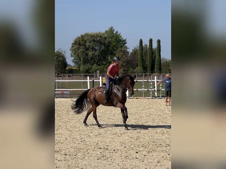 Oldenburger Wallach 6 Jahre 162 cm Brauner in Mansuè