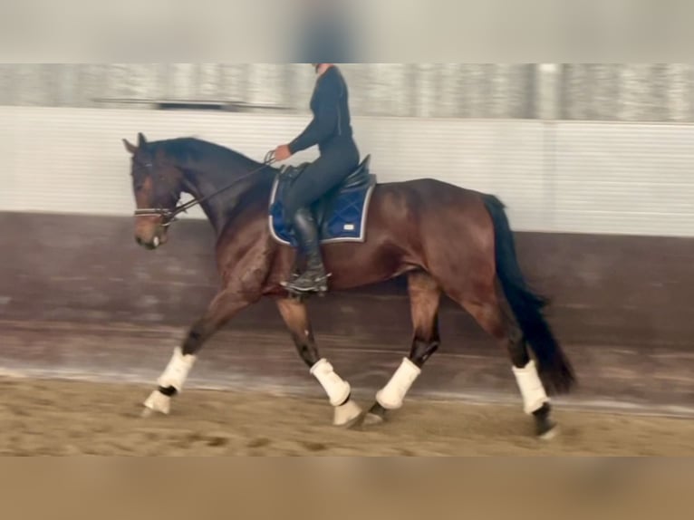 Oldenburger Wallach 6 Jahre 162 cm Dunkelbrauner in Mansuè