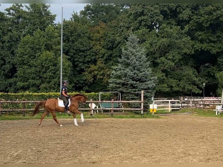 Oldenburger Wallach 6 Jahre 163 cm Fuchs in Aachen