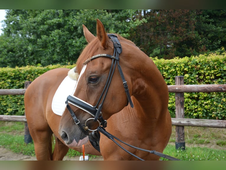 Oldenburger Wallach 6 Jahre 163 cm Fuchs in Aachen
