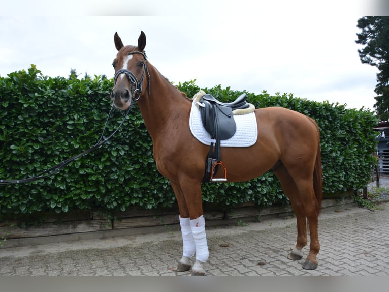 Oldenburger Wallach 6 Jahre 163 cm Fuchs in Aachen