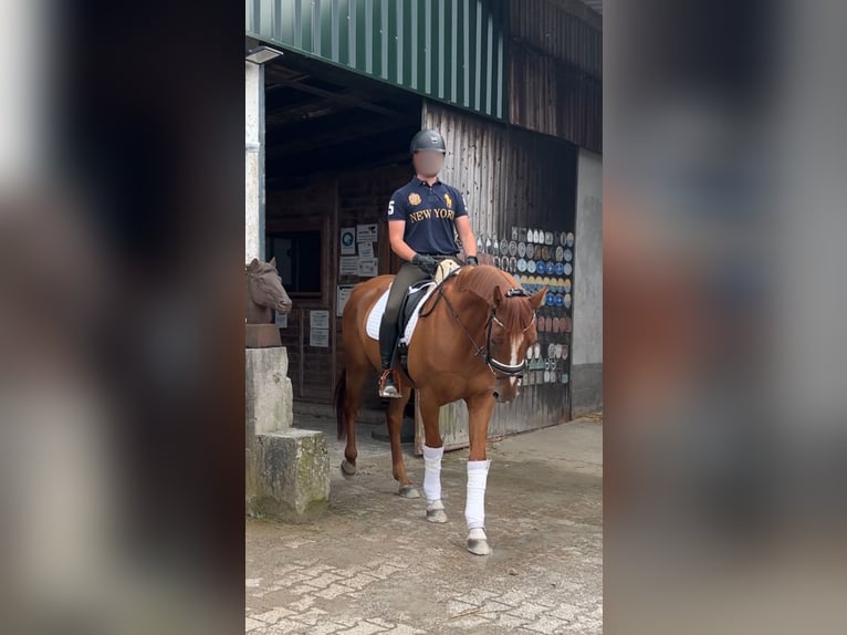 Oldenburger Wallach 6 Jahre 163 cm Fuchs in Aachen