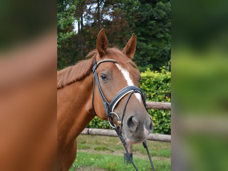 Oldenburger Wallach 6 Jahre 163 cm Fuchs in Aachen