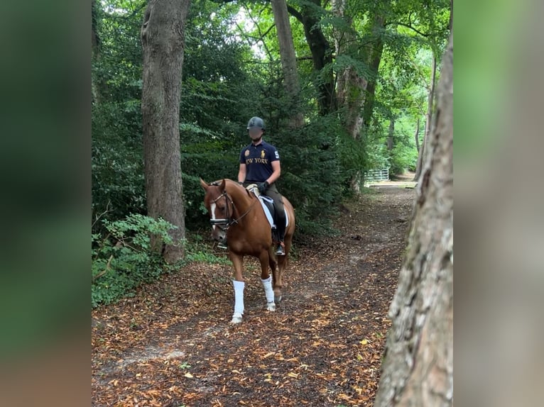 Oldenburger Wallach 6 Jahre 163 cm Fuchs in Aachen