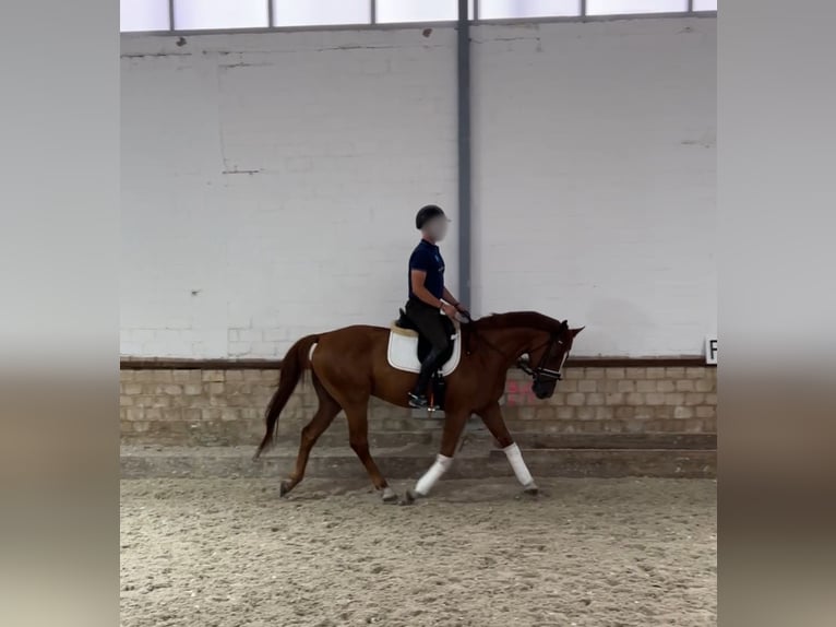 Oldenburger Wallach 6 Jahre 163 cm Fuchs in Aachen