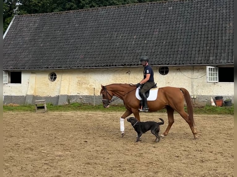Oldenburger Wallach 6 Jahre 163 cm Fuchs in Aachen