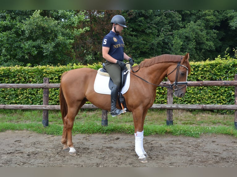 Oldenburger Wallach 6 Jahre 163 cm Fuchs in Aachen