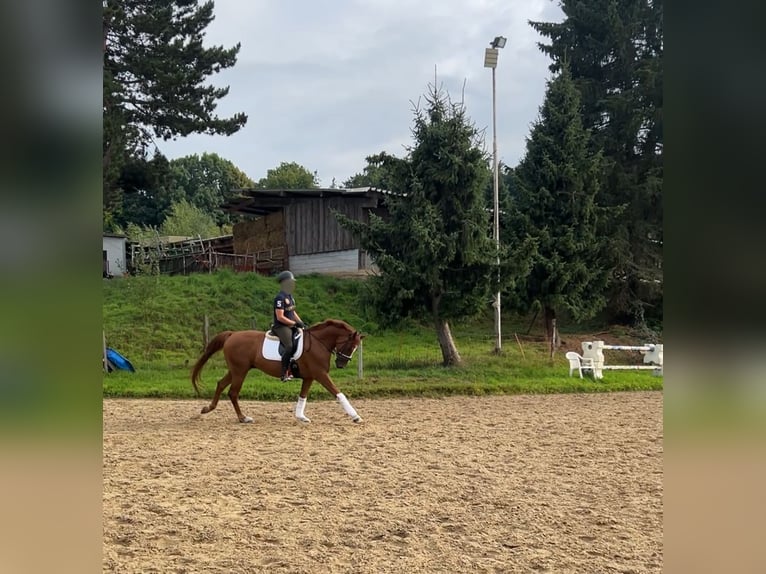 Oldenburger Wallach 6 Jahre 163 cm Fuchs in Aachen