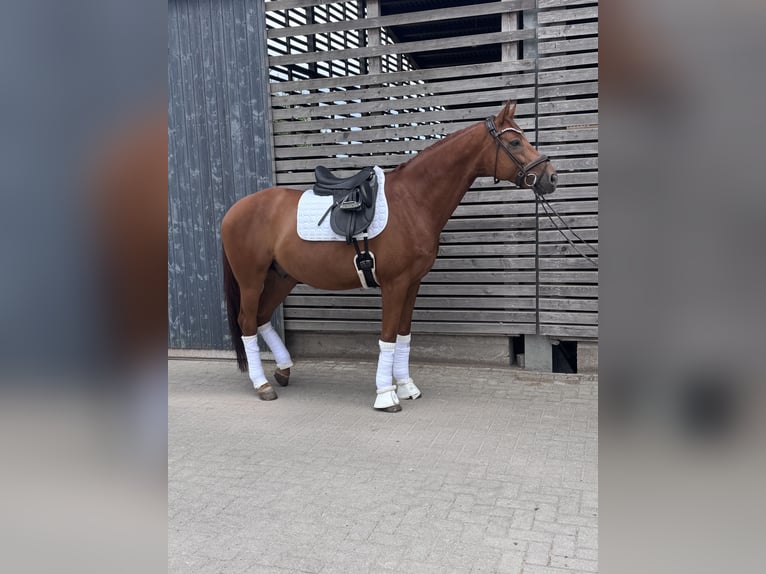 Oldenburger Wallach 6 Jahre 163 cm Fuchs in Mehlingen