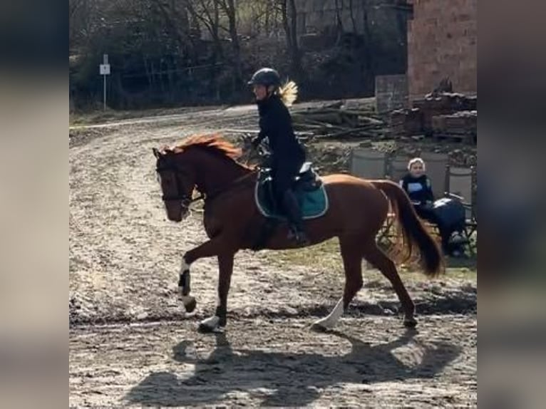 Oldenburger Wallach 6 Jahre 163 cm Fuchs in Hünfeld