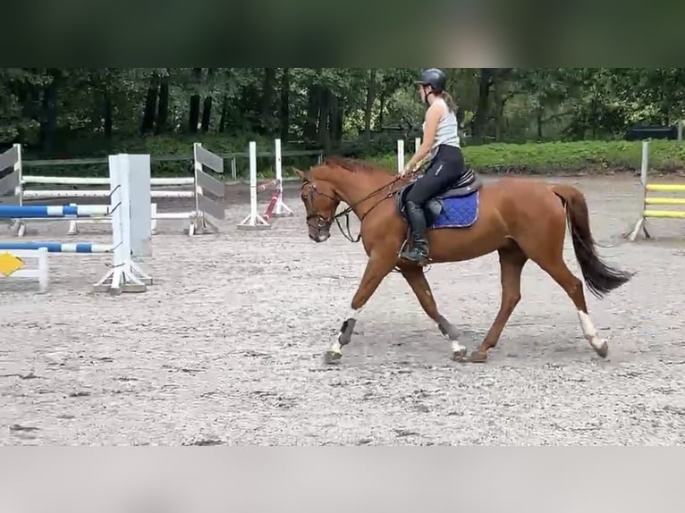 Oldenburger Wallach 6 Jahre 163 cm Fuchs in Hünfeld