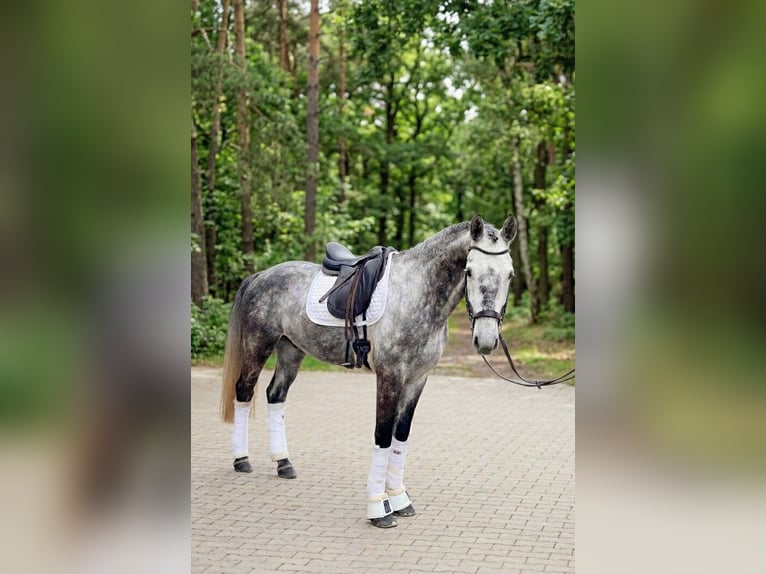 Oldenburger Wallach 6 Jahre 164 cm Schimmel in Marbach am Neckar