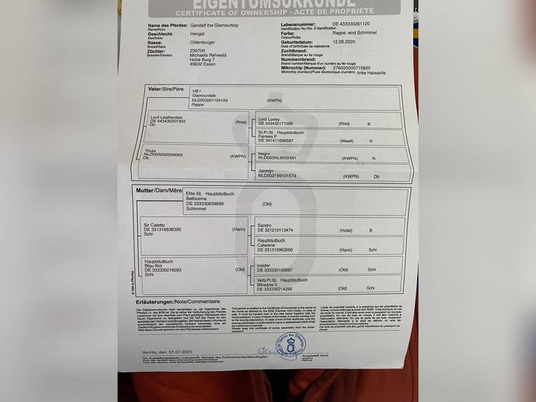 Oldenburger Wallach 6 Jahre 164 cm Schimmel in Marbach am Neckar