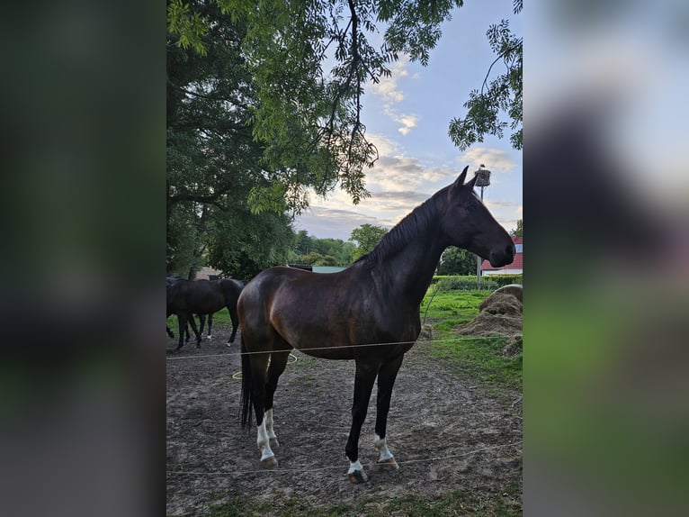 Oldenburger Wallach 6 Jahre 164 cm Schwarzbrauner in Greifswald
