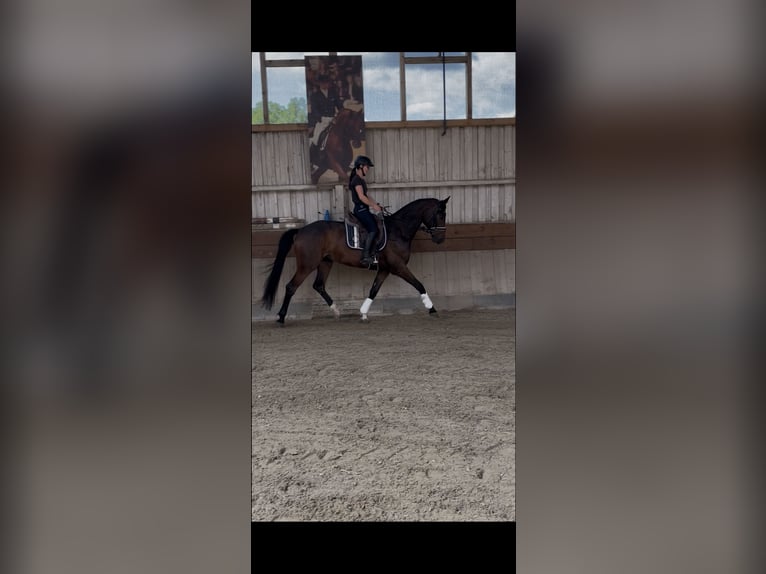 Oldenburger Wallach 6 Jahre 165 cm Brauner in Wendlingen am Neckar