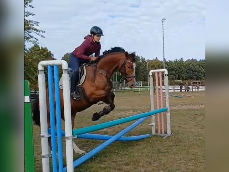 Oldenburger Wallach 6 Jahre 165 cm Brauner in Burgwedel