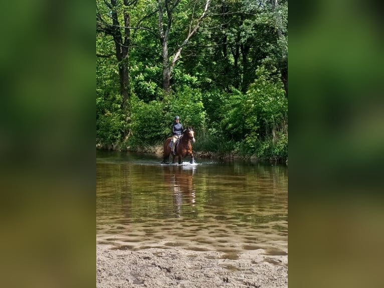 Oldenburger Wallach 6 Jahre 165 cm Brauner in Burgwedel