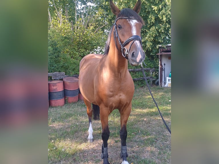 Oldenburger Wallach 6 Jahre 165 cm Brauner in Burgwedel
