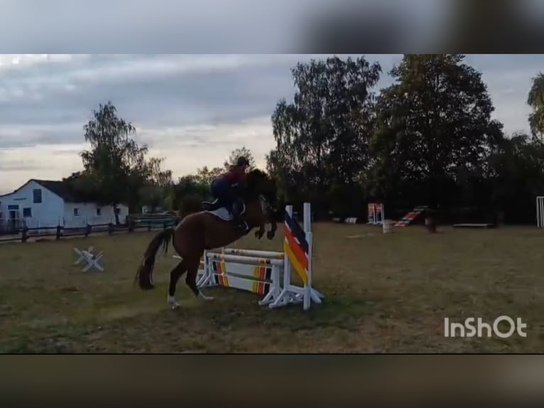 Oldenburger Wallach 6 Jahre 165 cm Brauner in Burgwedel