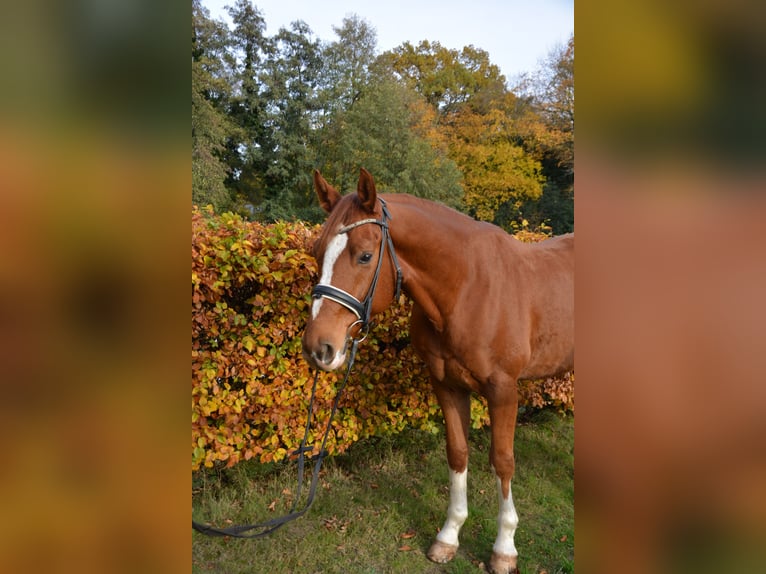 Oldenburger Wallach 6 Jahre 165 cm Fuchs in Aachen
