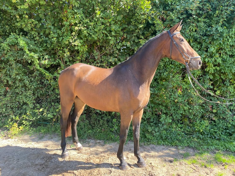 Oldenburger Wallach 6 Jahre 166 cm Brauner in Groß-Bieberau