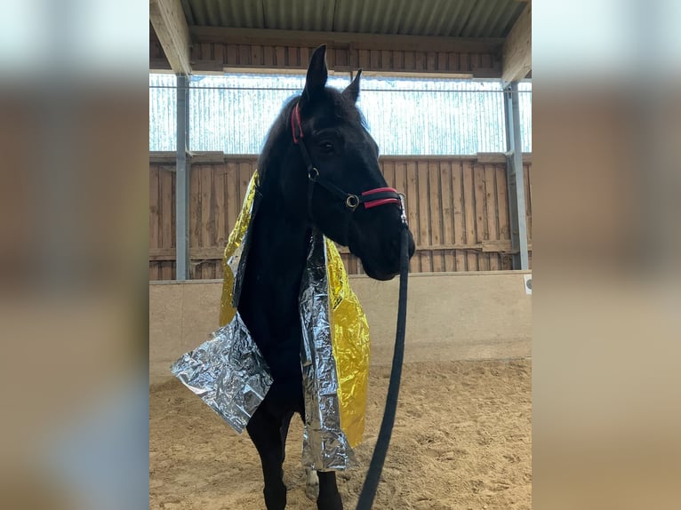 Oldenburger Wallach 6 Jahre 166 cm Dunkelbrauner in Mettlach