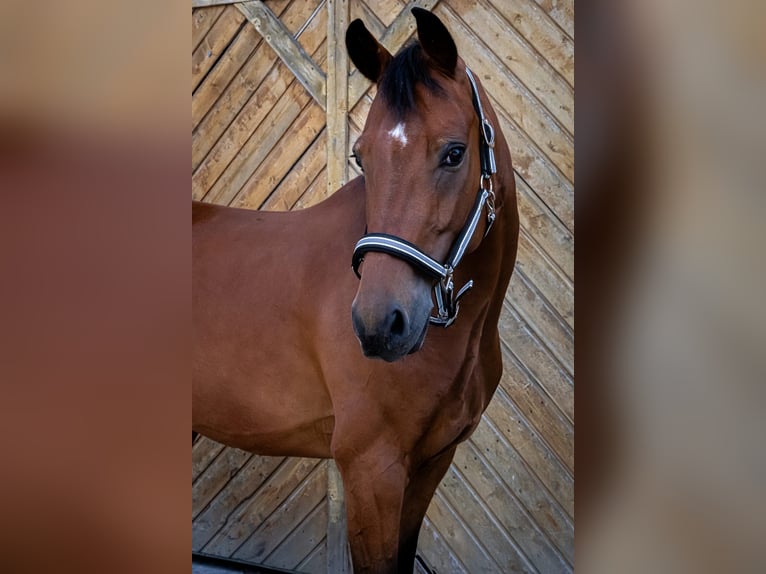 Oldenburger Wallach 6 Jahre 167 cm Brauner in Rohr in Niederbayern
