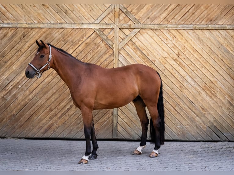 Oldenburger Wallach 6 Jahre 167 cm Brauner in Rohr in Niederbayern