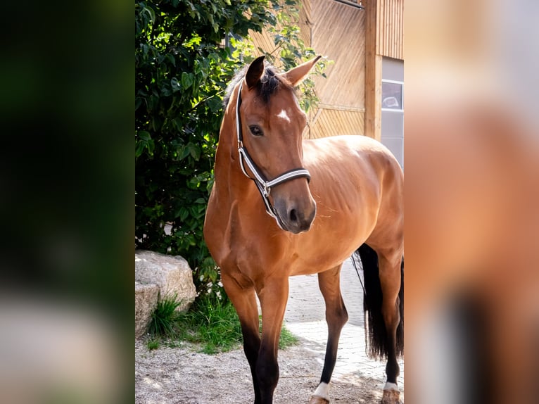 Oldenburger Wallach 6 Jahre 167 cm Brauner in Rohr in Niederbayern