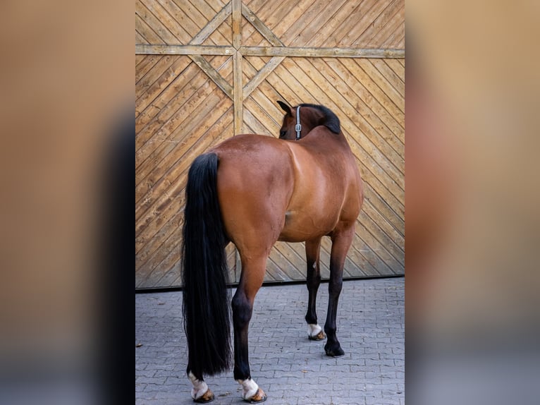 Oldenburger Wallach 6 Jahre 167 cm Brauner in Rohr in Niederbayern