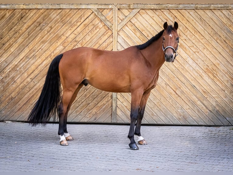 Oldenburger Wallach 6 Jahre 167 cm Brauner in Rohr in Niederbayern