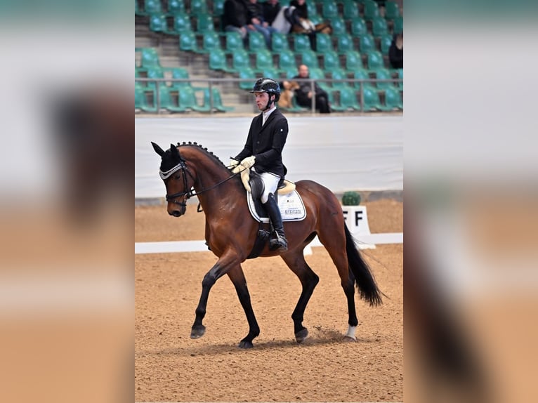 Oldenburger Wallach 6 Jahre 167 cm Brauner in Pilsach