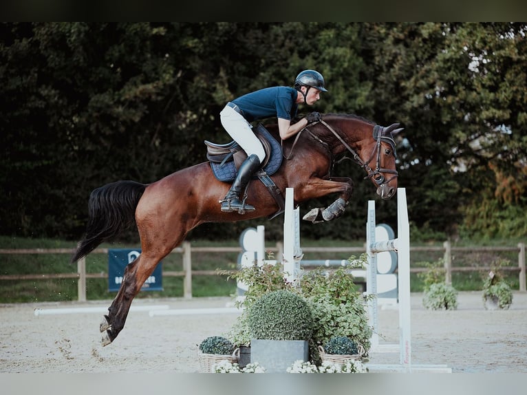 Oldenburger Wallach 6 Jahre 167 cm Brauner in Riedstadt