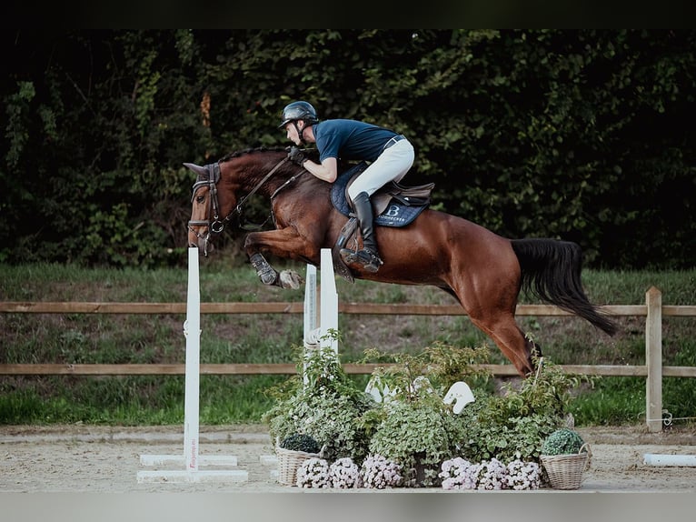 Oldenburger Wallach 6 Jahre 167 cm Brauner in Riedstadt