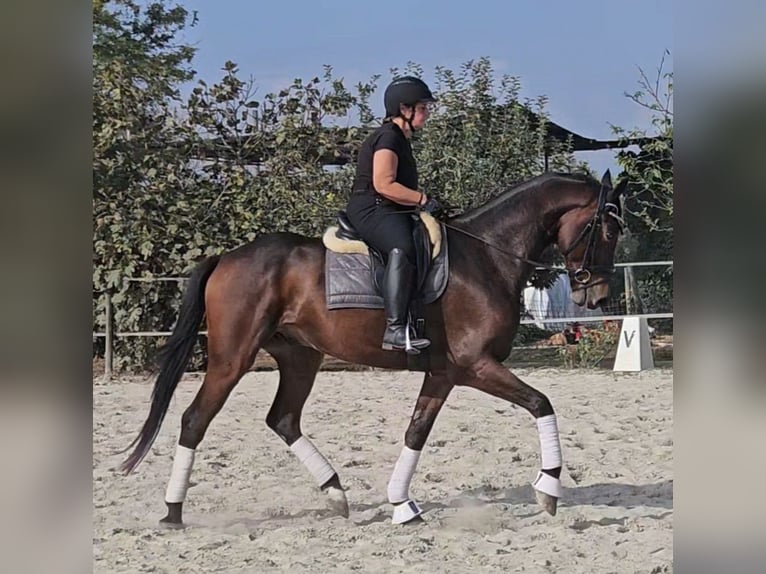 Oldenburger Wallach 6 Jahre 167 cm Dunkelbrauner in Breda di Piave