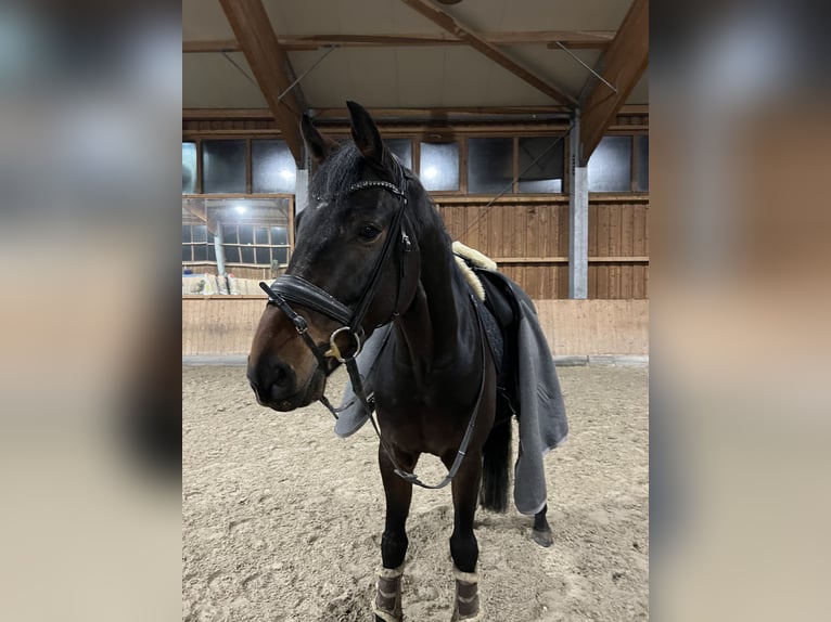 Oldenburger Wallach 6 Jahre 167 cm Dunkelbrauner in Erkrath