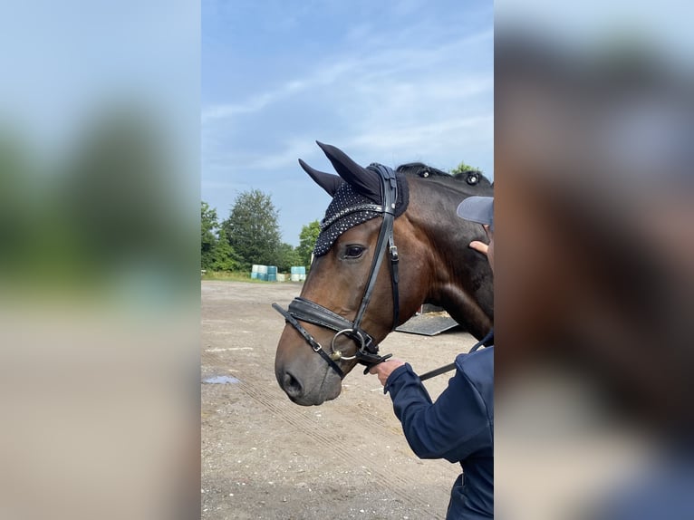 Oldenburger Wallach 6 Jahre 167 cm Dunkelbrauner in Erkrath