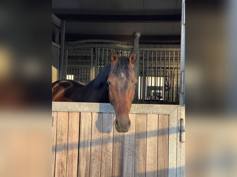 Oldenburger Wallach 6 Jahre 167 cm Dunkelbrauner in Erkrath