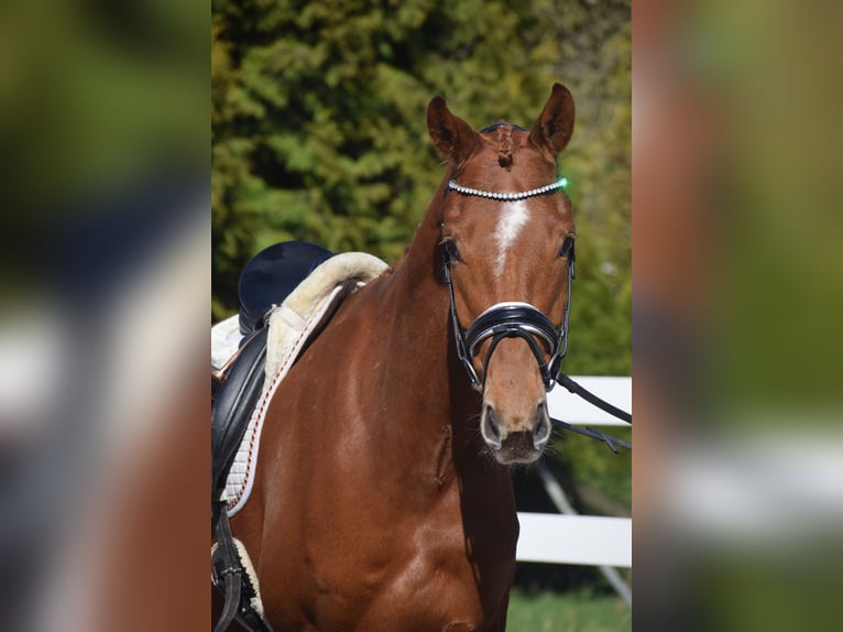 Oldenburger Wallach 6 Jahre 167 cm Fuchs in Dätgen