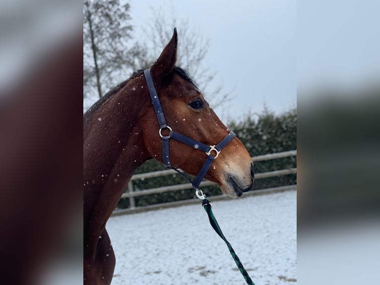 Oldenburger Wallach 6 Jahre 167 cm Rotbrauner in Lohne (Oldenburg)