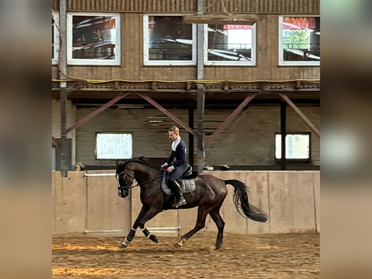 Oldenburger Wallach 6 Jahre 167 cm Schwarzbrauner in Jevenstedt