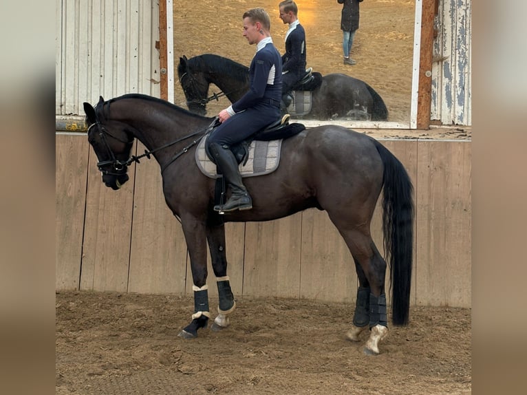 Oldenburger Wallach 6 Jahre 167 cm Schwarzbrauner in Jevenstedt