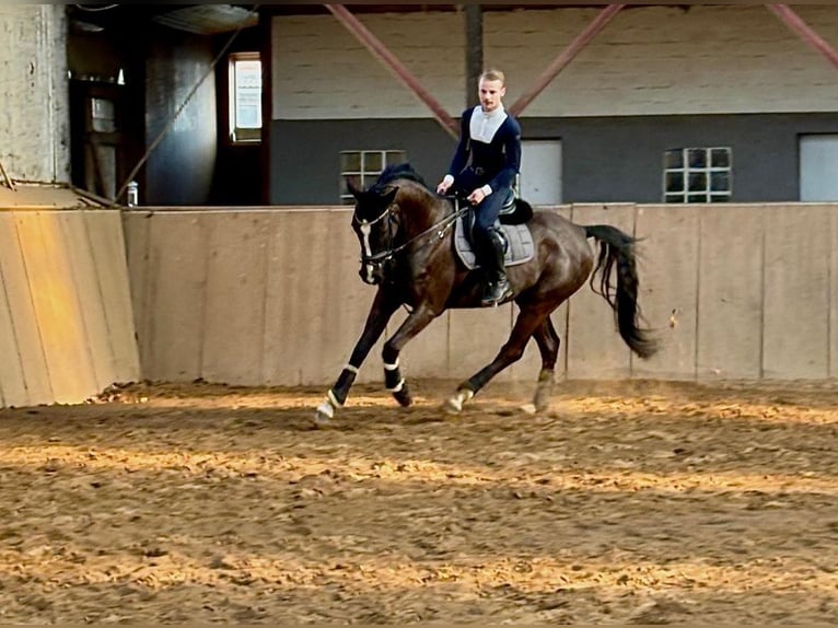 Oldenburger Wallach 6 Jahre 167 cm Schwarzbrauner in Jevenstedt