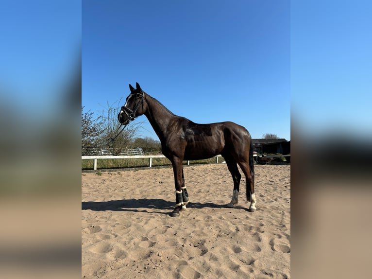 Oldenburger Wallach 6 Jahre 167 cm Schwarzbrauner in Jevenstedt